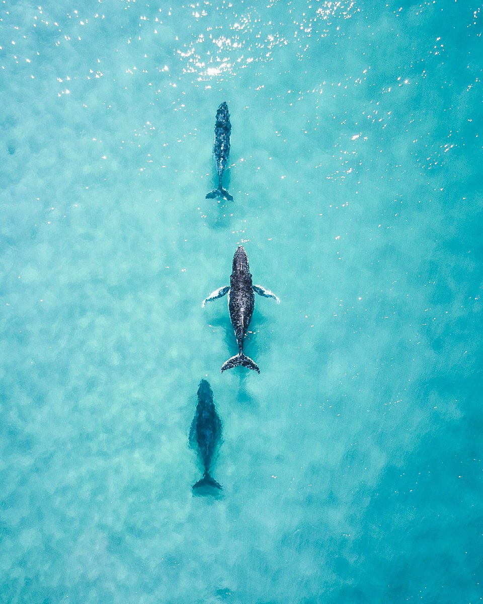 Location: Fraser Island, Queensland, Australia