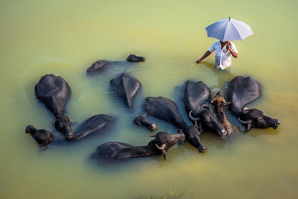 Location: Garhbeta, West Medinipur, West Bengal, India