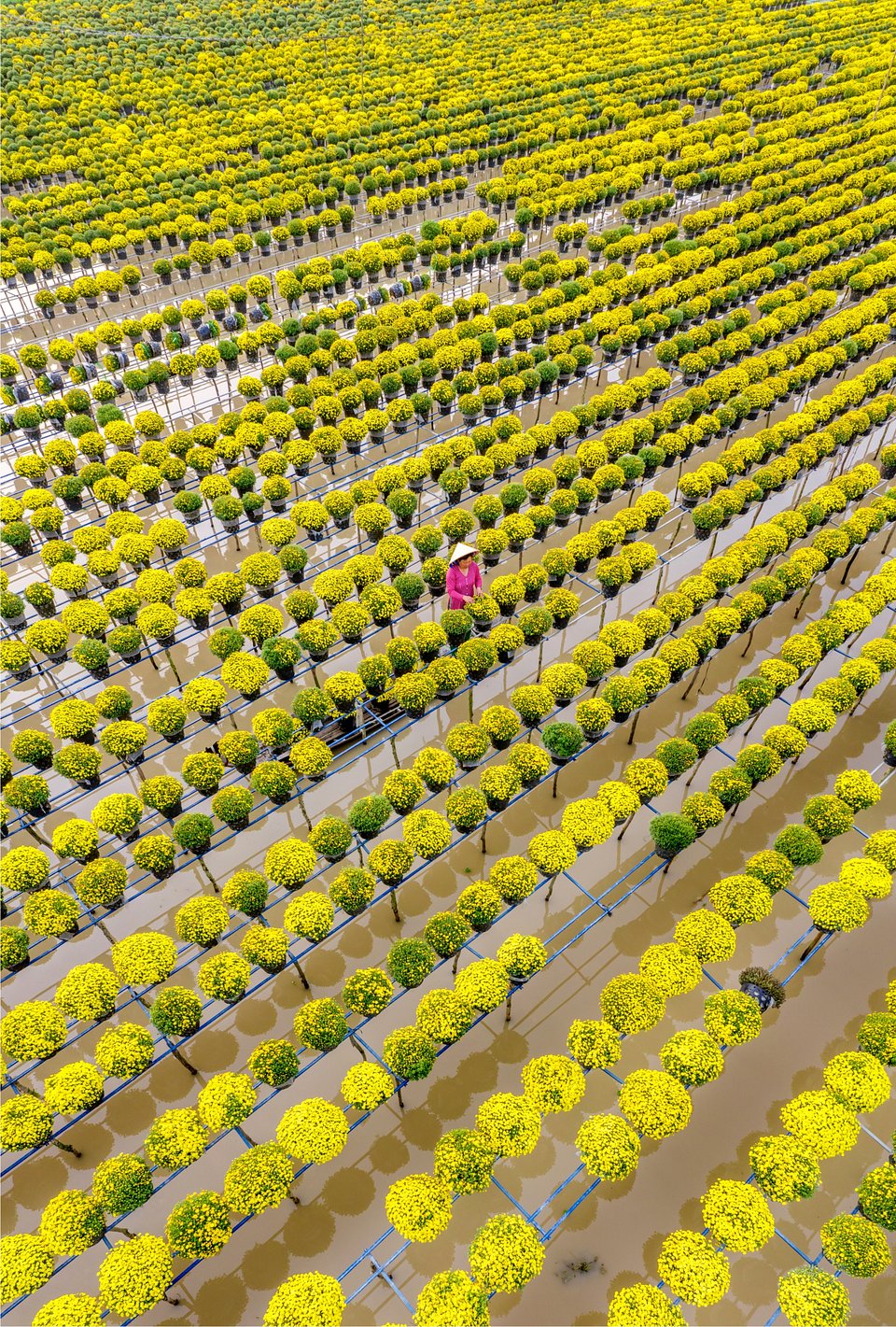 Location: Sa Dec, Vietnam