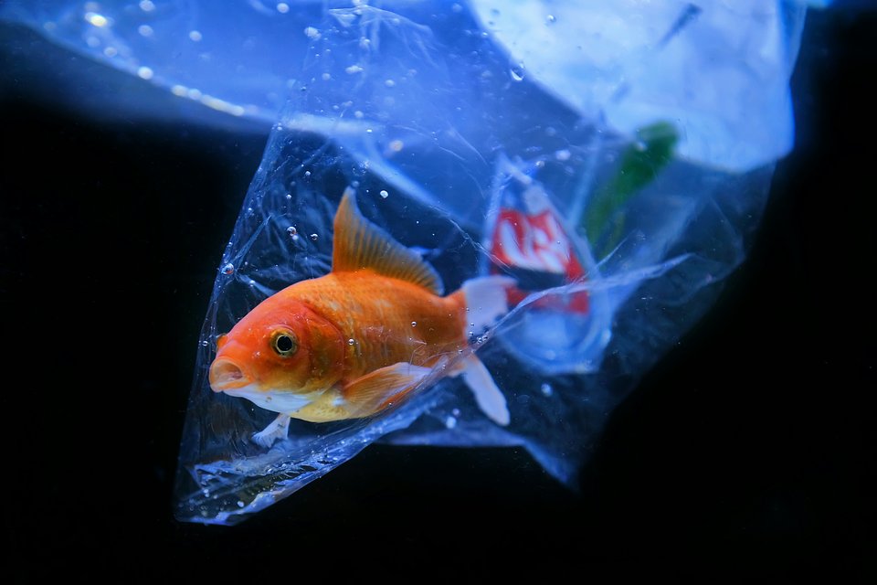 Location: Wonosobo, Central Java, Indonesia