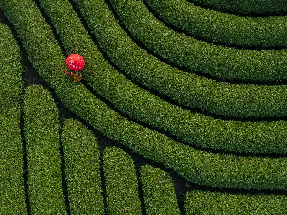 Location: Moc Chau tea hill, Son La province, Vietnam