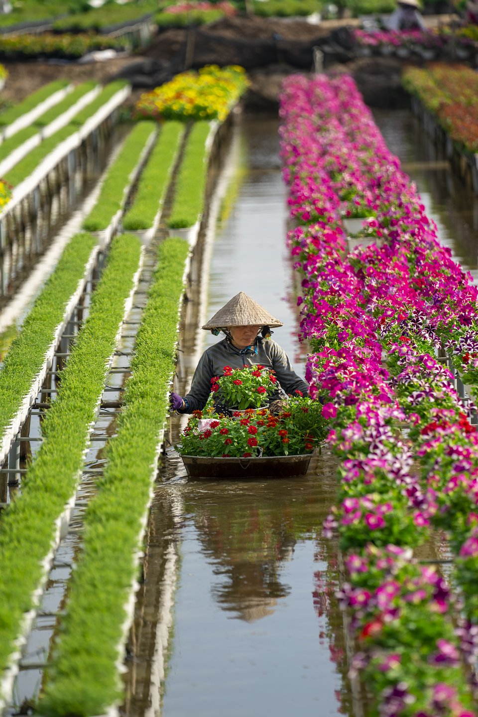 Location: Sa Dec, Vietnam