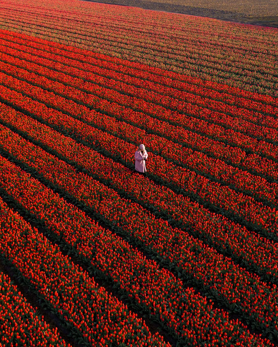 Location: Noordwijkerhout, Netherlands