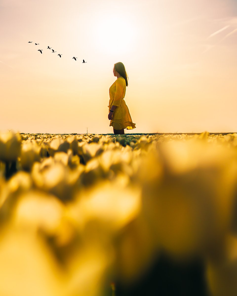 Location: Netherlands