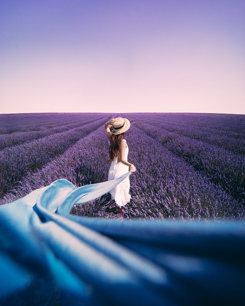 Location: Hitchin Lavender, Ickleford, UK