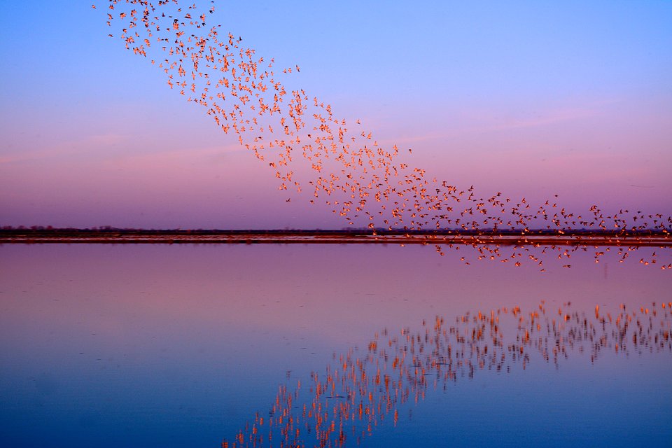 Location: Yolo Bypass Wildlife Area California, USA
