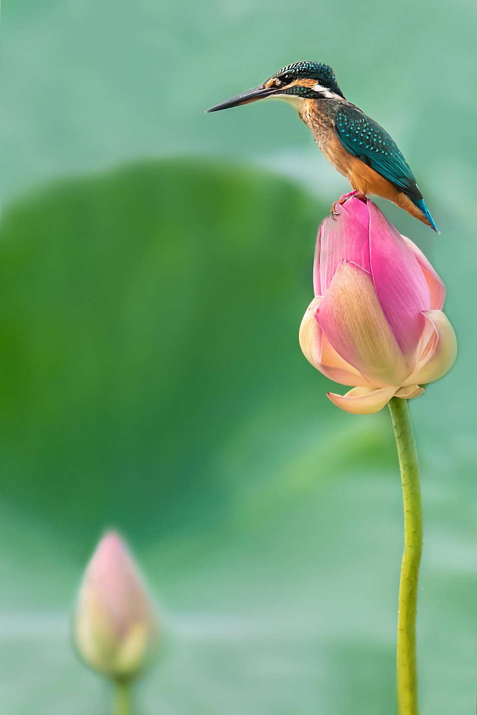 Location: Mohanpur Upazila, Rajshahi District, Bangladesh