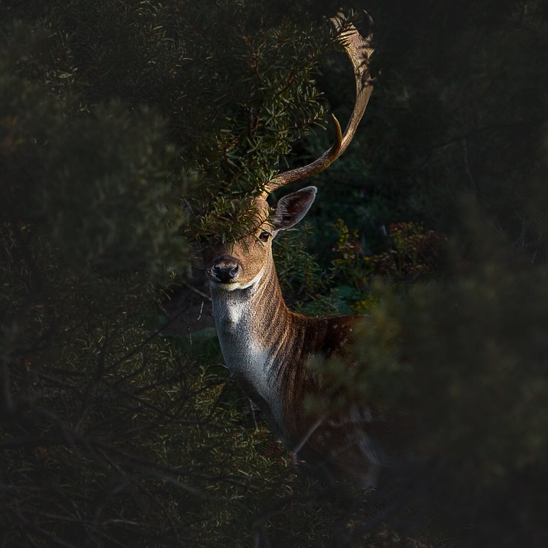 Location: Netherlands