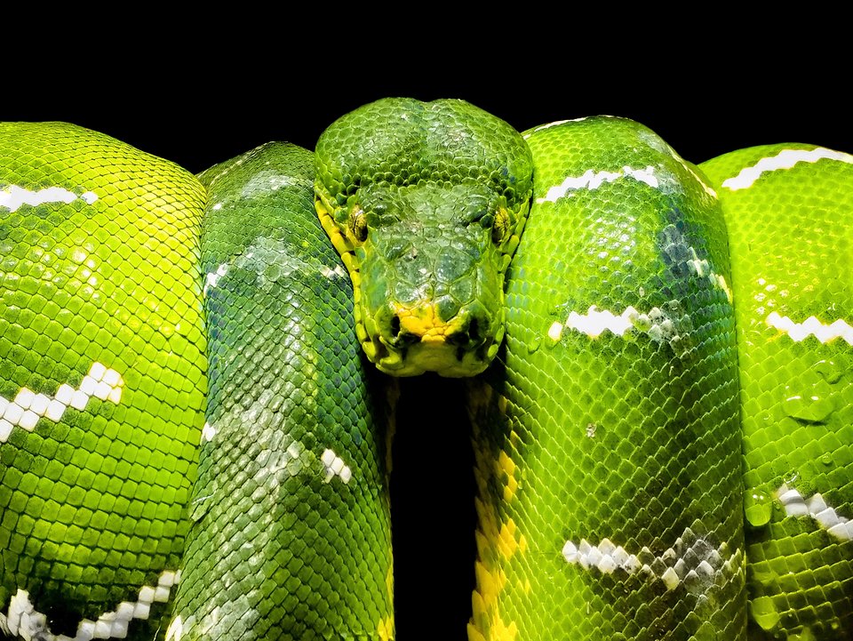 Location: Singapore Zoo