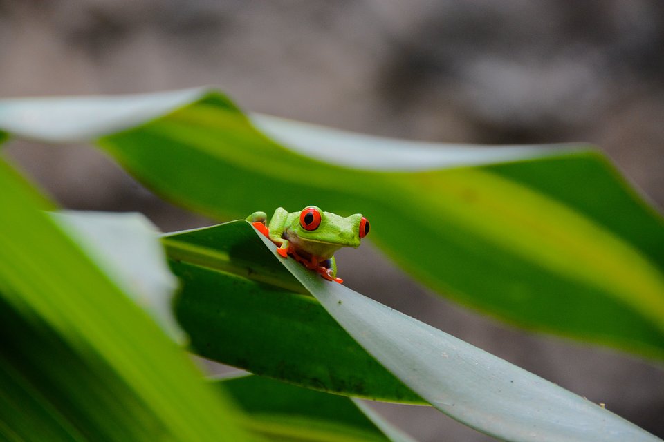 Location: Arenal National Park, Costa Rica