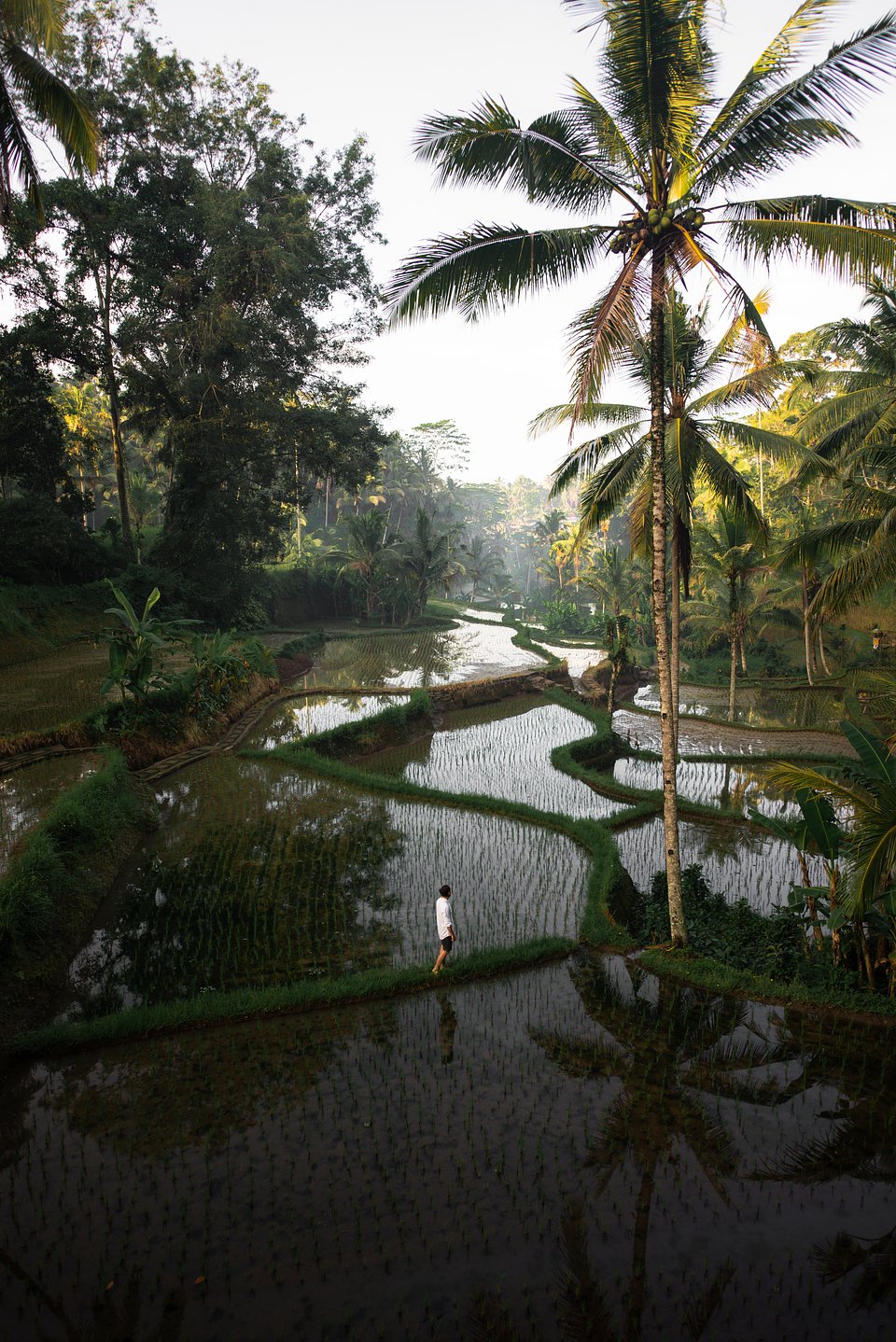 Location: Tegalalang Rice Terraces, Indonesia