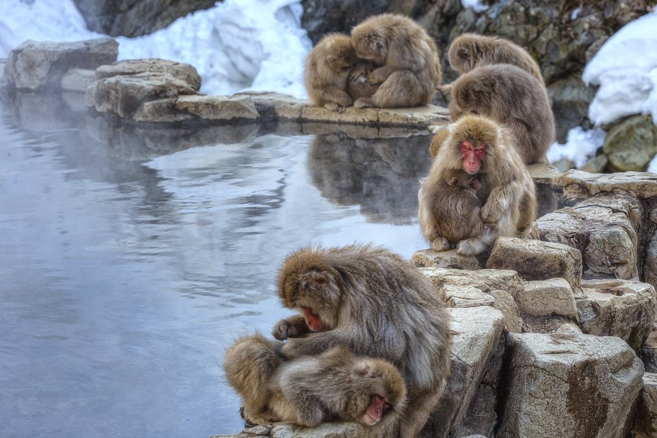 Location: Shimotakai-Gun, Japan