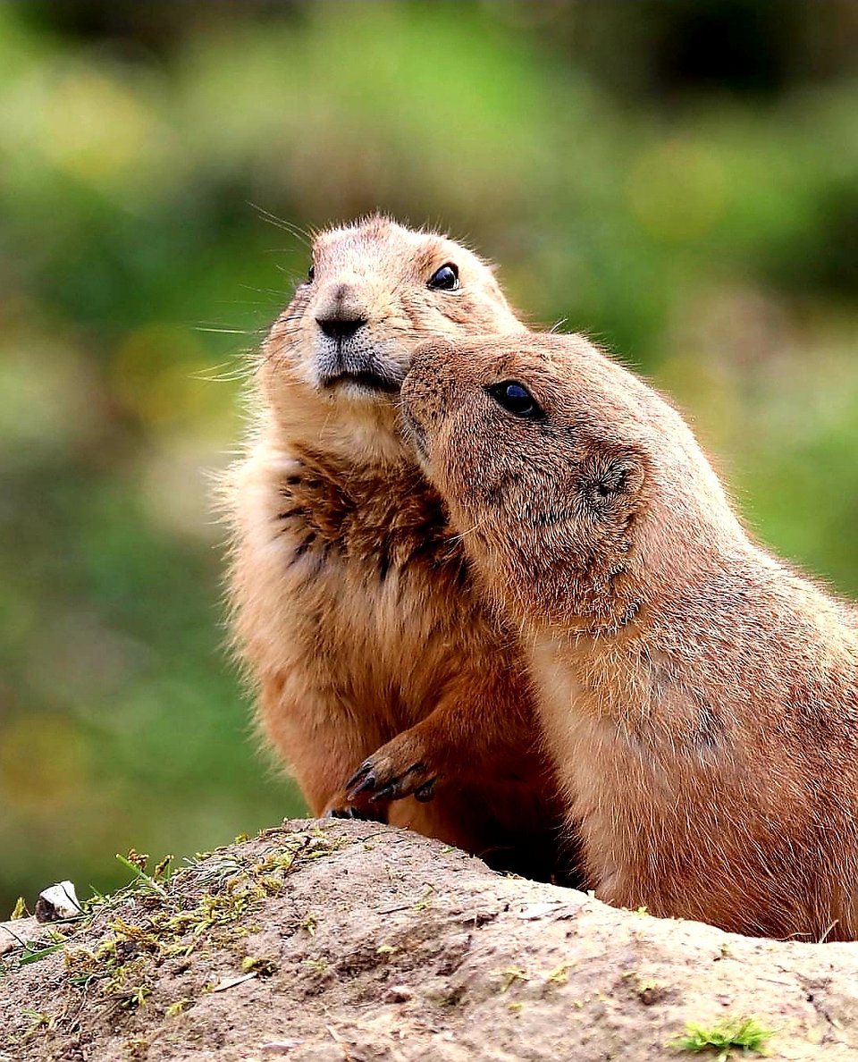 Location: Tierpark Wismar, Germany