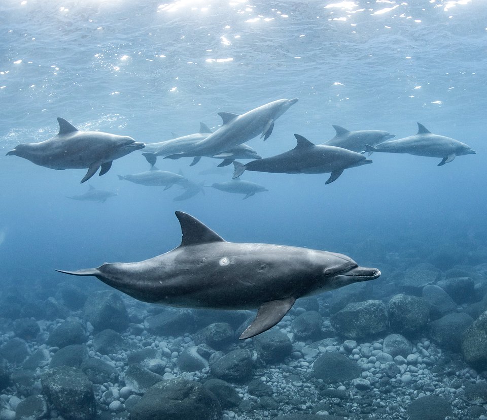Location: Mikurajima island, Japan