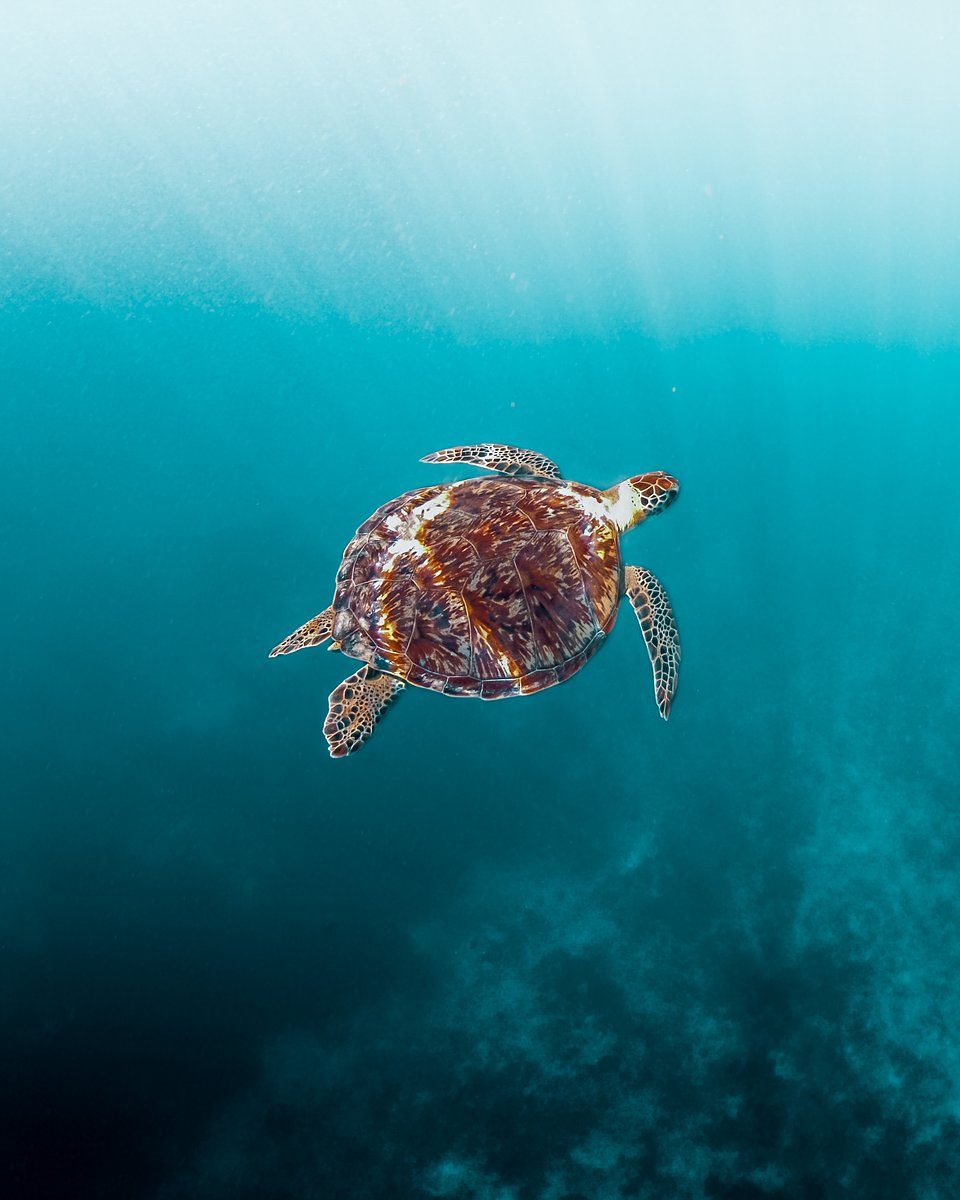 Location: Gili Meno, Indonesia