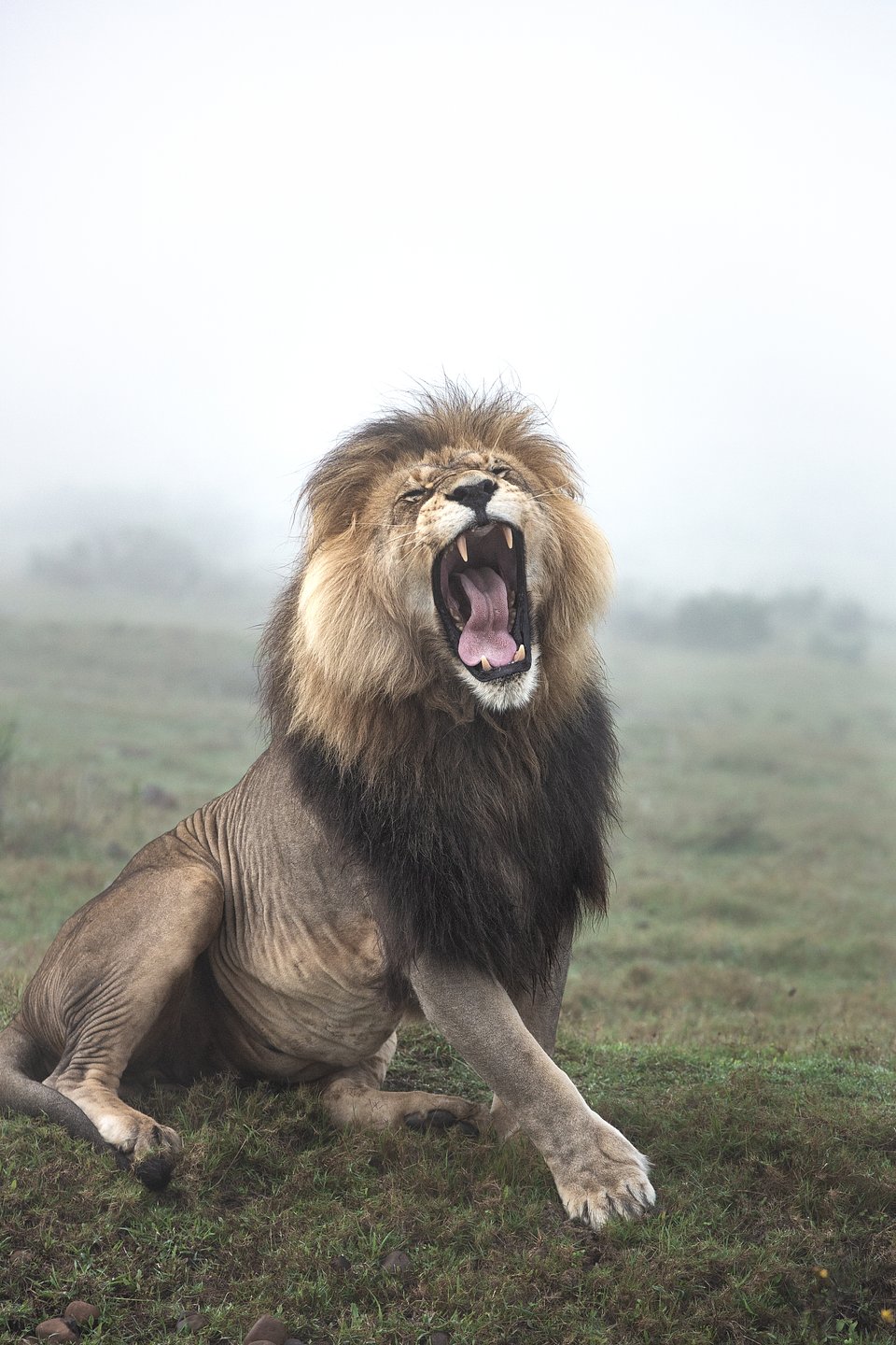 Location: Gondwana Game Reserve, South Africa