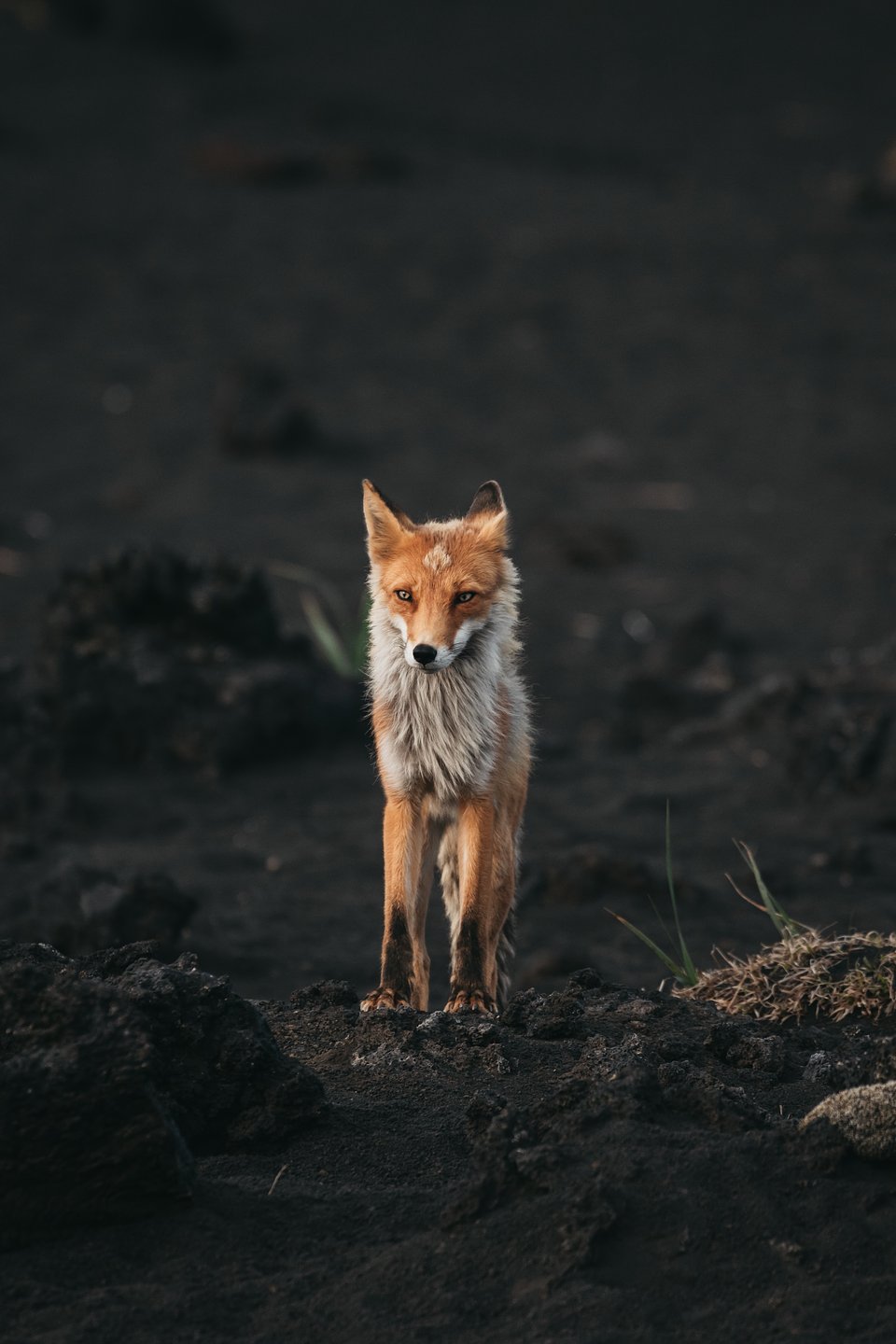 Location: Kamchatka, Russia