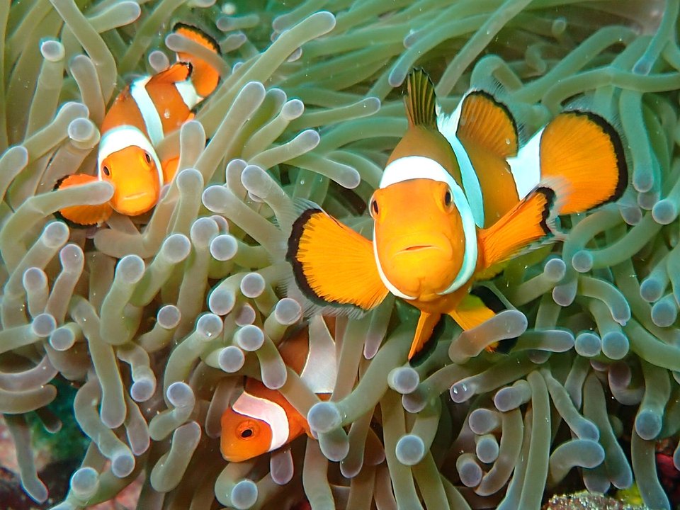 Location: Sipadan Island, Malaysia
