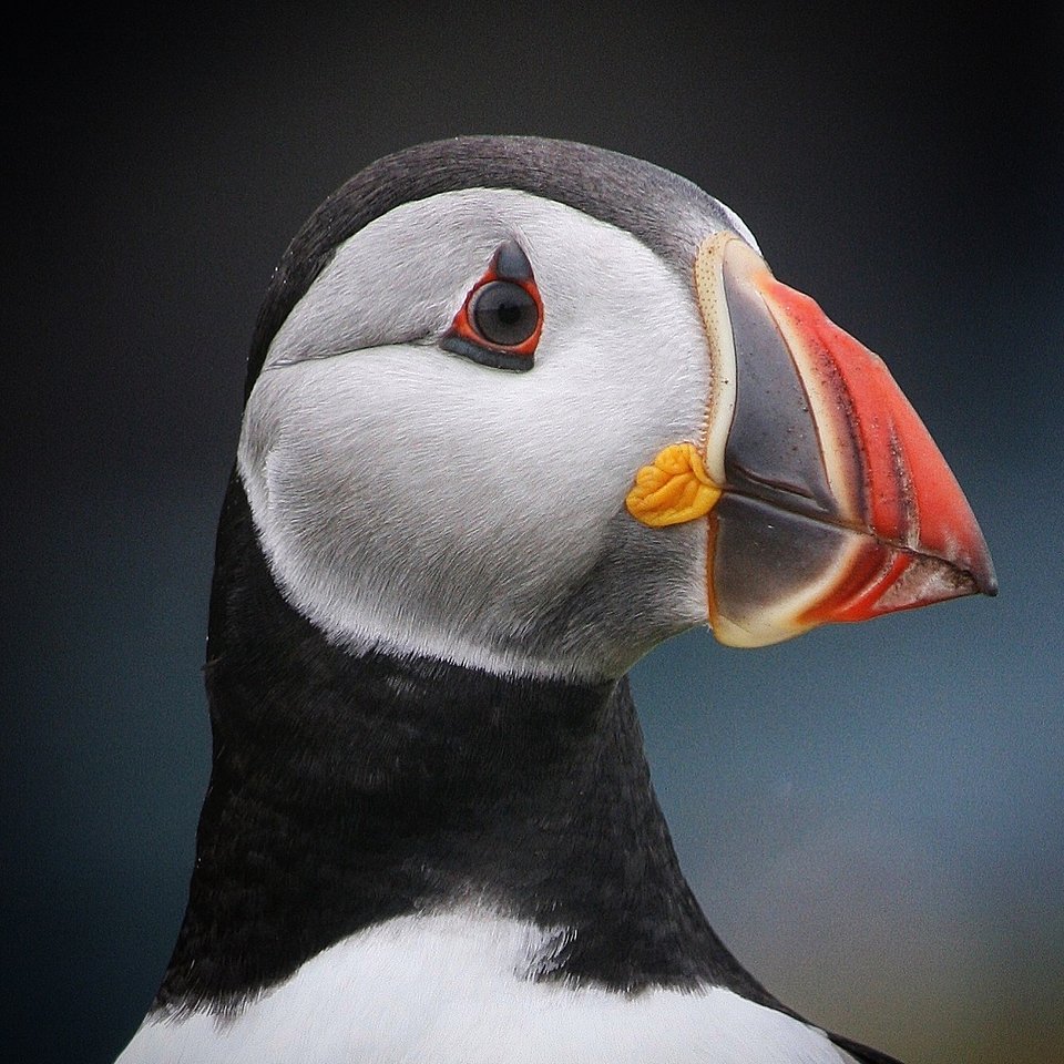Location: Smoker Island, Wales, UK
