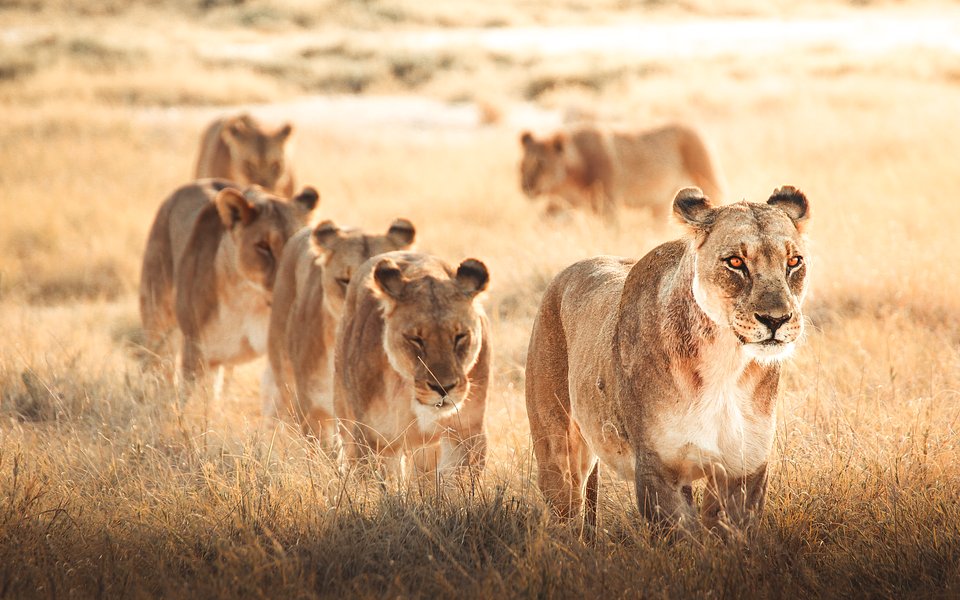 Location: Etosha, Namibia
