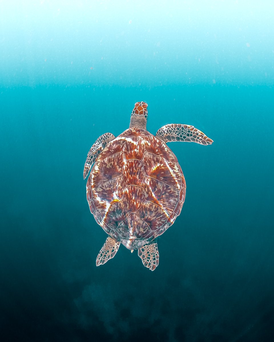 Location: Gili Meno, Indonesia