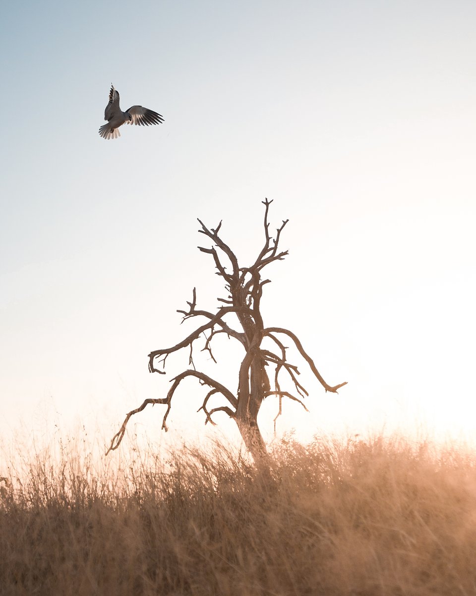 Location: Kruger National Park, South Africa