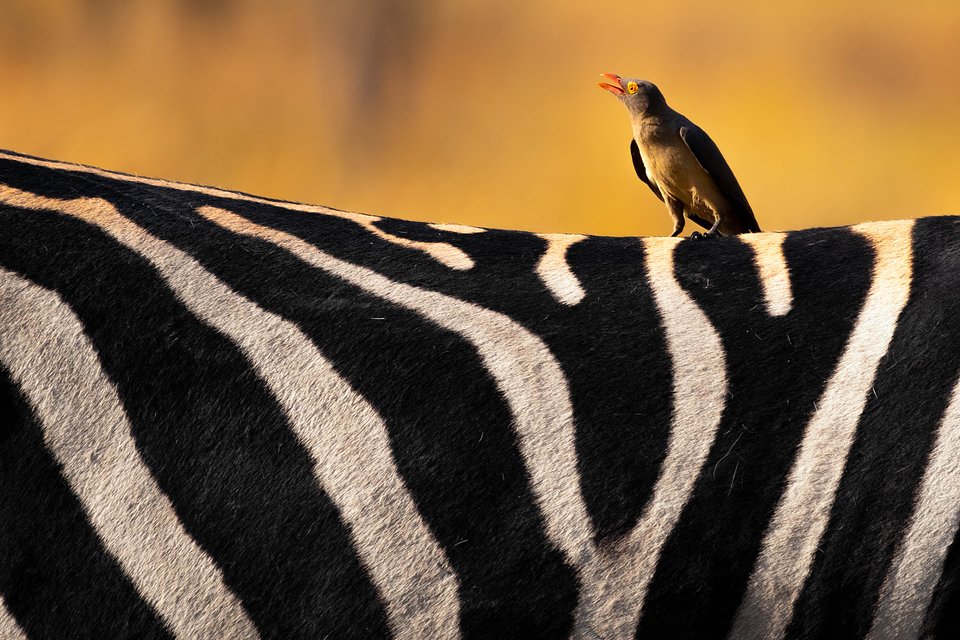 Location: Moremi Game Reserve, Botswana.
