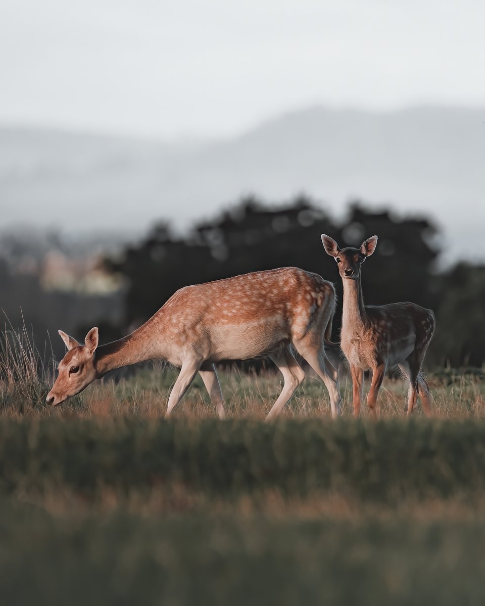 Location: Berkeley Deer Park, Berkeley, Gloucestershire, UK