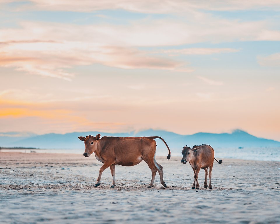 Location: Quang Binh, Vietnam
