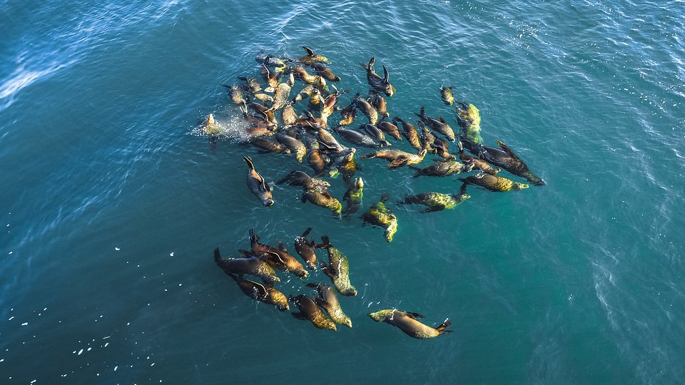 Location: Santa Cruz, California, USA