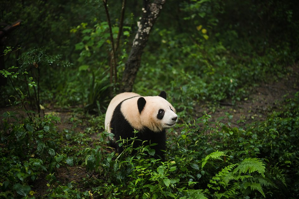 Location: Breeding Panda Center, Chengdu, China