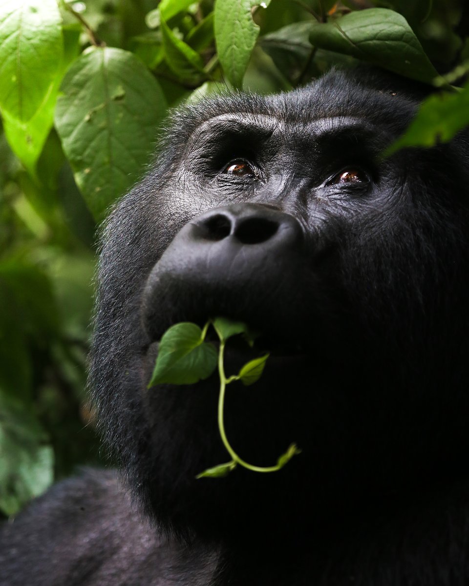 Location: Bwindi Impenetrable Forest National Park, Uganda
