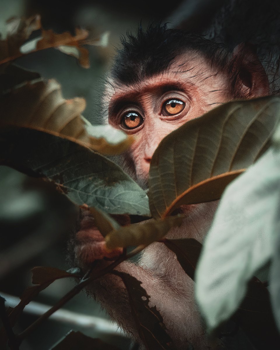Location: Kinabatangan River, Sabah, Borneo - Malaysia