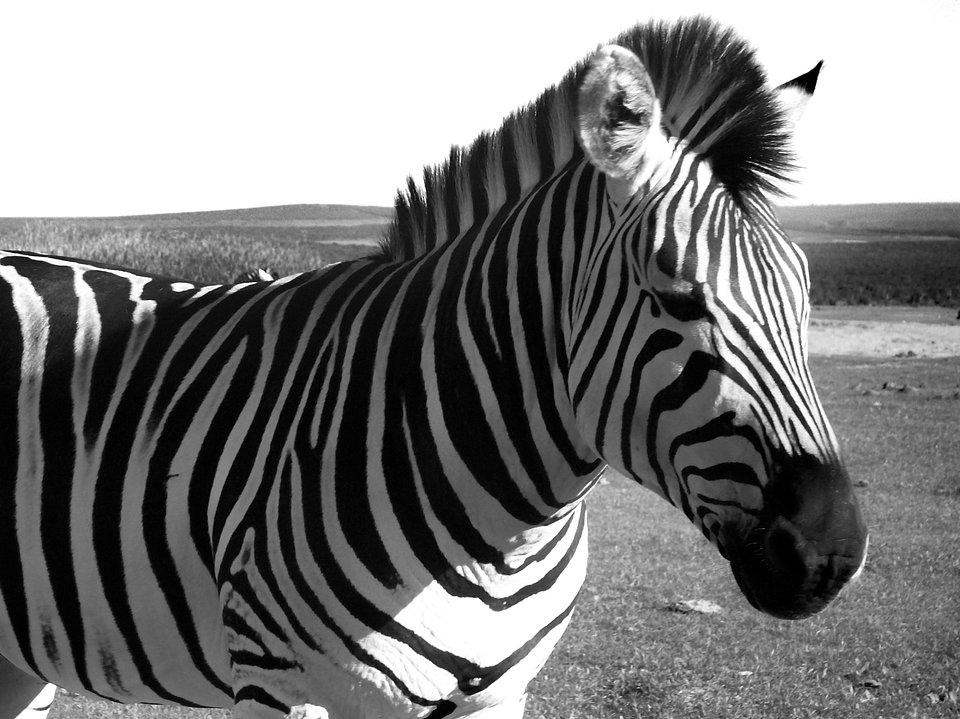 Location: Addo Elephant National Park, South Africa