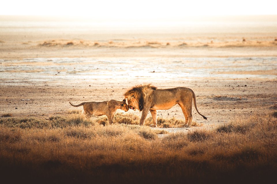 Ubicación: Etosha Pan, Namibia
