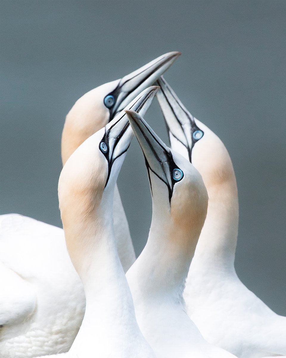 Location: Bempton Cliffs, Yorkshire, Reino Unido