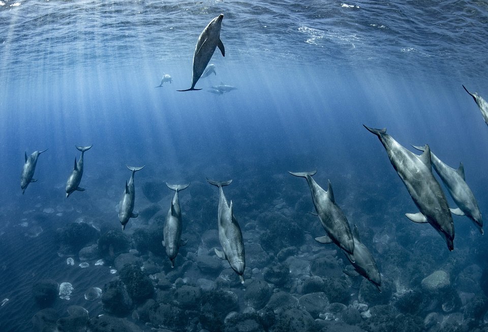 Ubicación: Isla Mikurajima, Japón