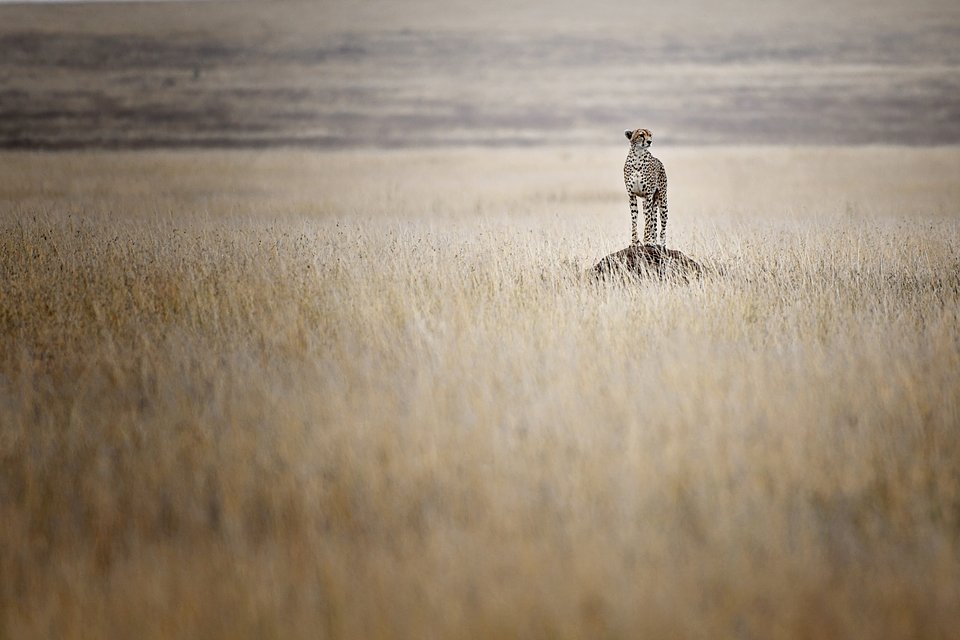 Location: Parc National De Serengeti, Tanzania
