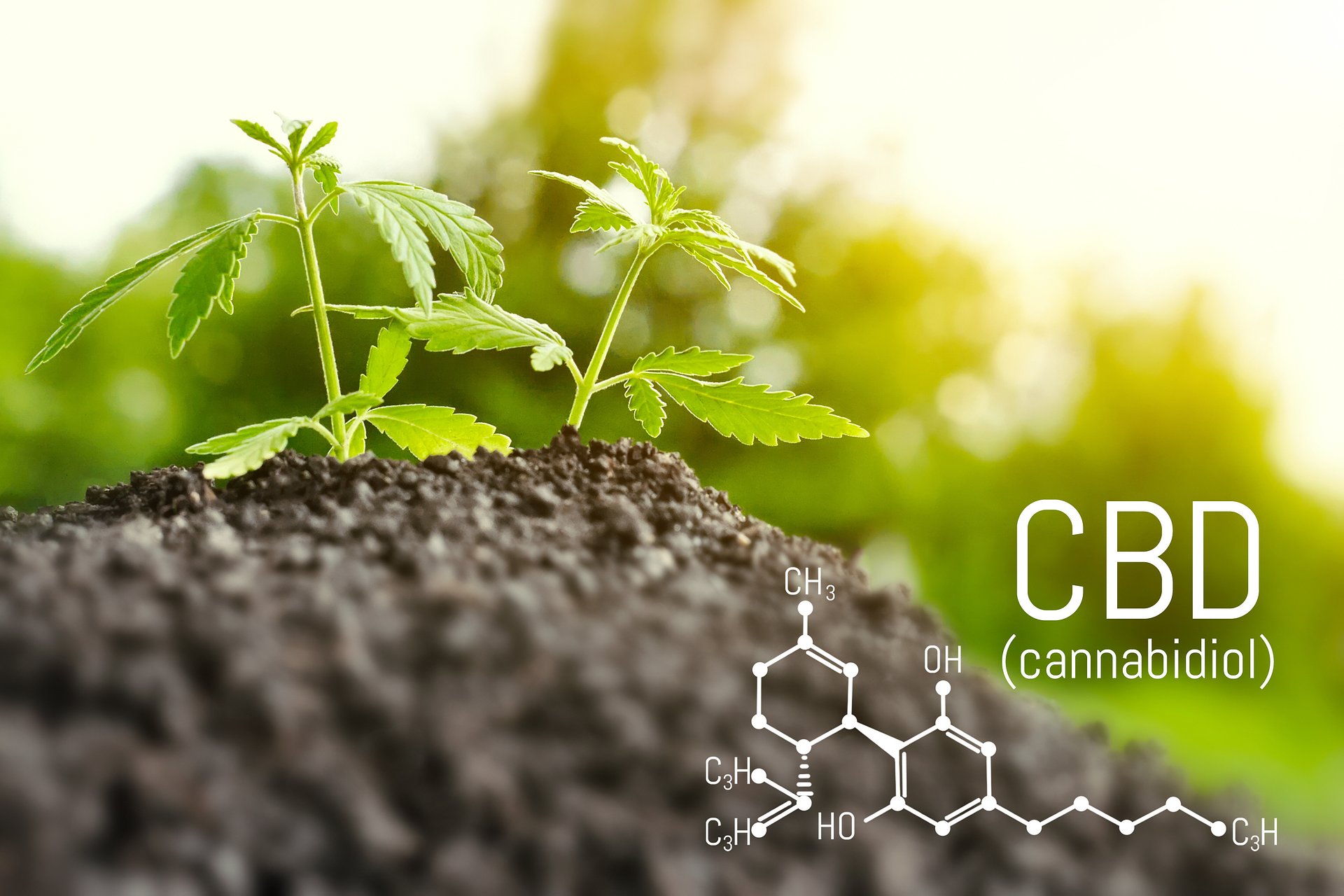 CBD może zmniejszyć ryzyko infekcji koronawirusem